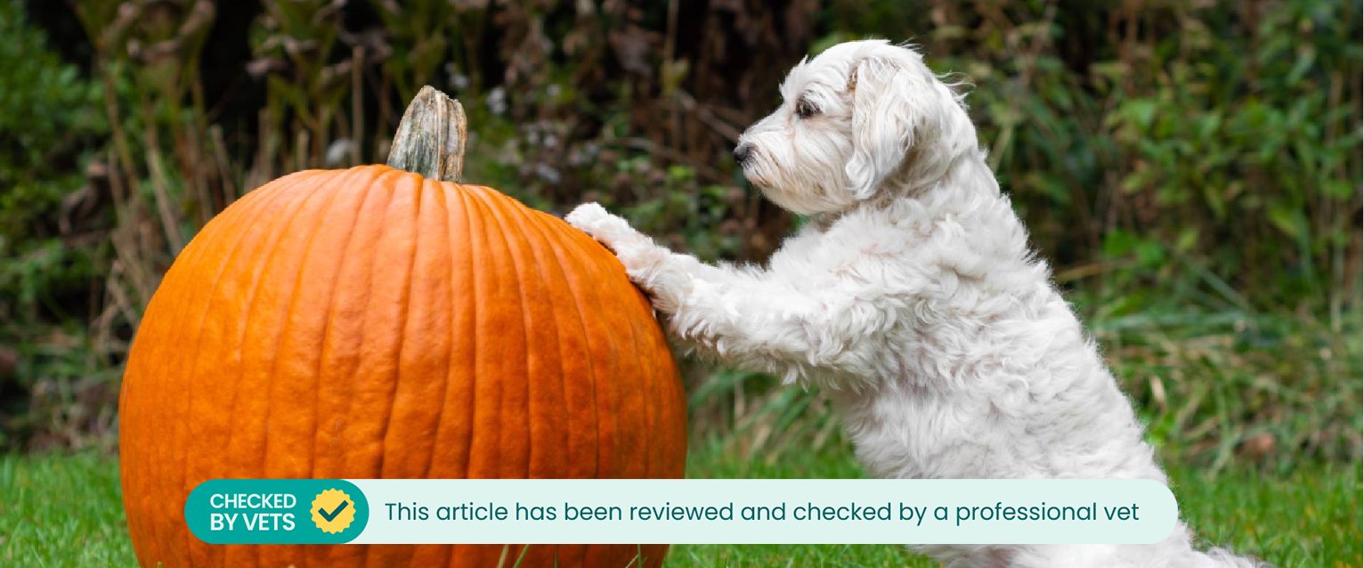 How much pumpkin to give dog with clearance diarrhea